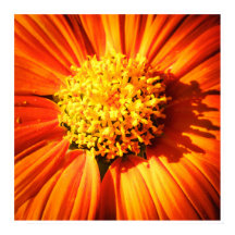 Leuchtendes Orangen-Blumen-Makro-Wandkunst-Druckfo