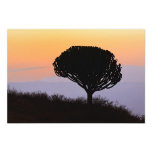 Leuchterbaum silhouettiert bei Sonnenaufgang, Fotodruck