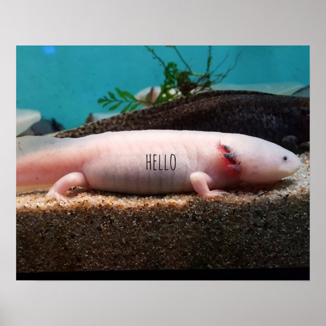 Leucistic Axolotl Poster (Vorne)