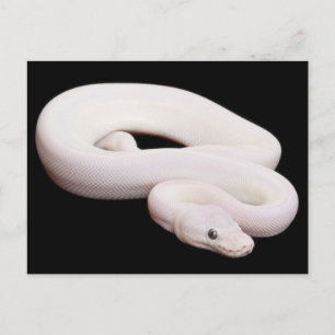 Leucistic Ball Python Postkarte