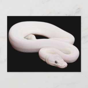 Leucistic Ball Python Postkarte