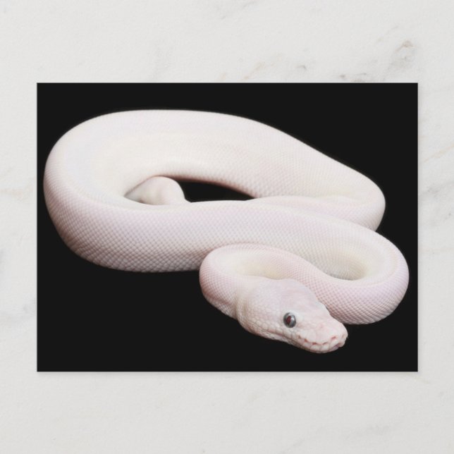Leucistic Ball Python Postkarte (Vorderseite)