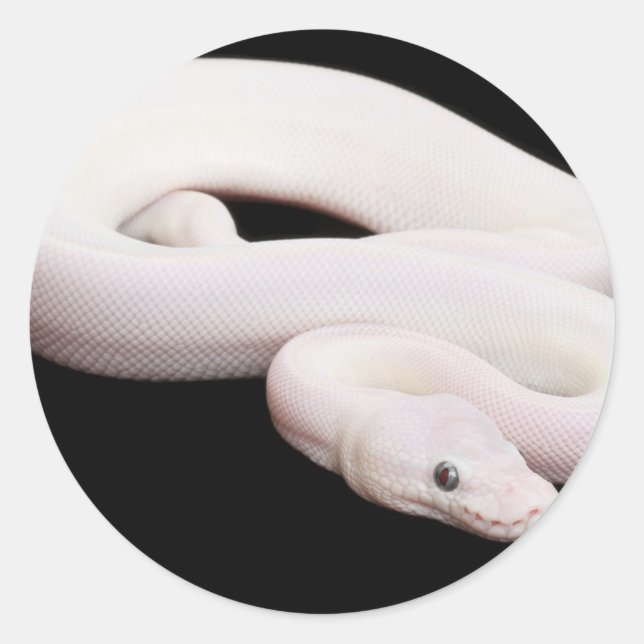 Leucistic Ball Python Runder Aufkleber (Vorderseite)
