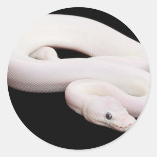 Leucistic Ball-Pythonschlange Runder Aufkleber