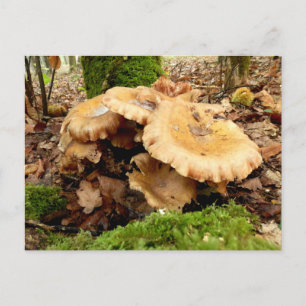 Leucopaxillus giganteus Pilz Postkarte