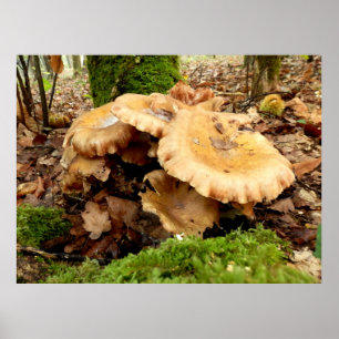 Leucopaxillus giganteus Pilzdoster Poster