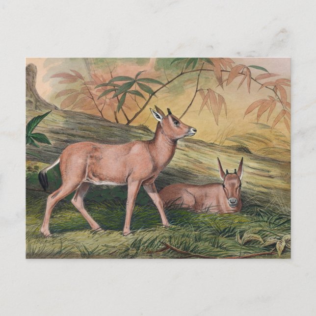 Leucoryx von Joseph Wolf Postkarte (Vorderseite)