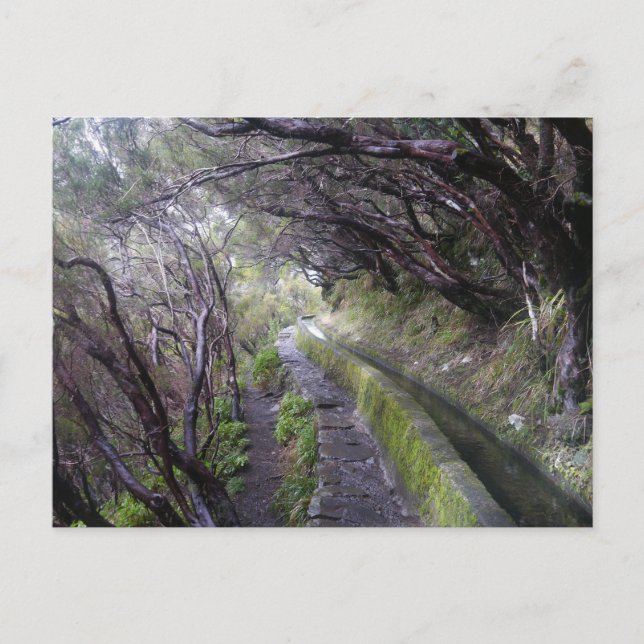Levadas auf Madeira, Portugal Postkarte (Vorderseite)