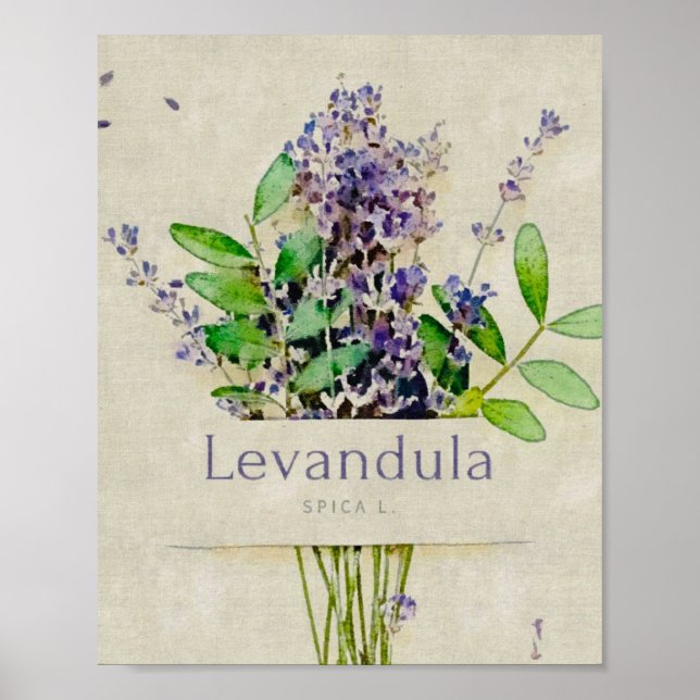 Levandula spica poster (Vorne)