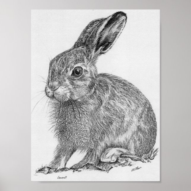 Leveret Poster (Vorne)