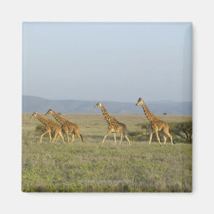 Lewa Tier-Erhaltung, Kenia Magnet