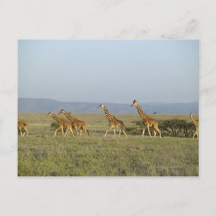 Lewa Wildlife Conservancy, Kenia Postkarte