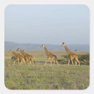 Lewa Wildlife Conservancy, Kenia Quadratischer Aufkleber