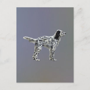 Lewellin Setter Postkarte