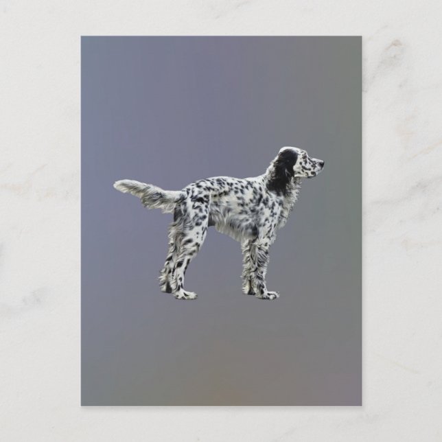 Lewellin Setter Postkarte (Vorderseite)