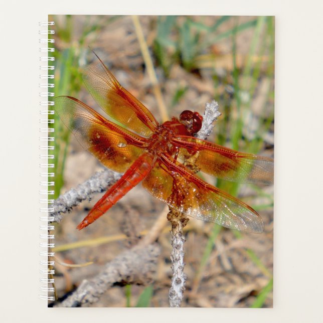 Lg Planner Orange Dragonfly Planer (Vorderseite)