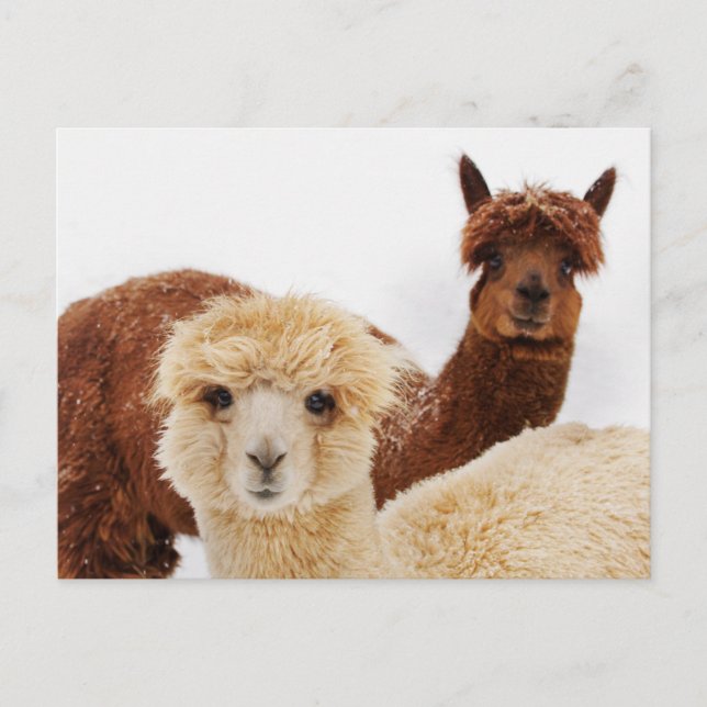 Lhamas Postkarte (Vorderseite)