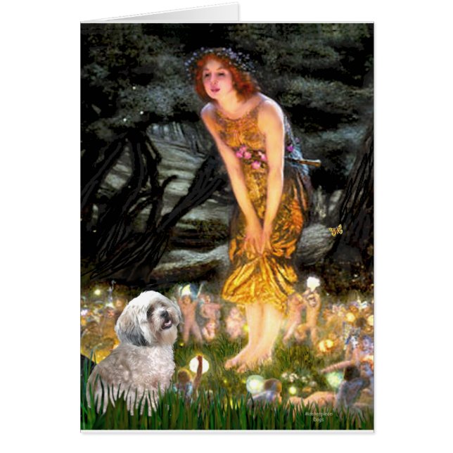 Lhasa Apso 10 - MidEve (Vorne)