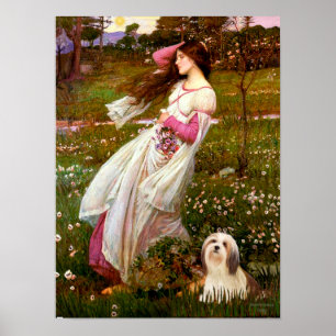 Lhasa Apso 4 - Windblumen Poster