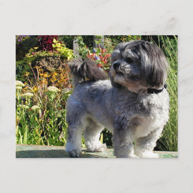 Lhasa Apso Bailey 1 Postkarte (Vorderseite)