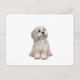 Lhasa Apso (C) - Hellgold Postkarte
