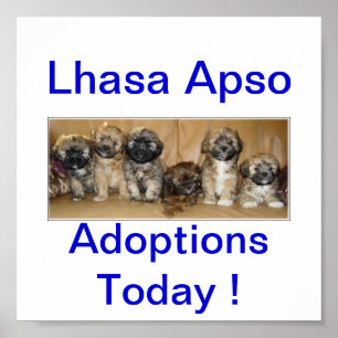 Lhasa Apso Dog Adoptionen Heute Zeichen Poster