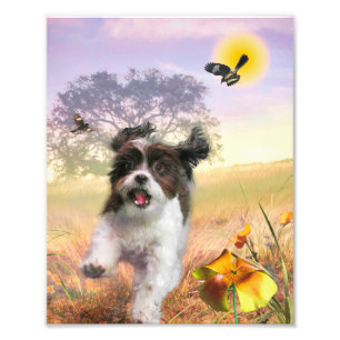 Lhasa Apso Dog HIGH SCHWANZ ZUHAUSE Fotodruck