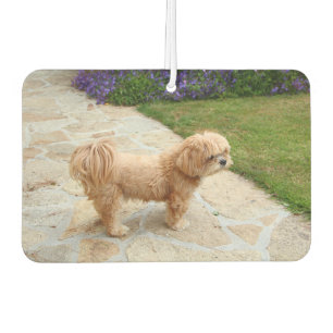 Lhasa Apso Hund im Garten Autolufterfrischer