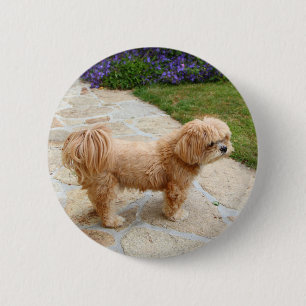 Lhasa Apso Hund im Garten Button