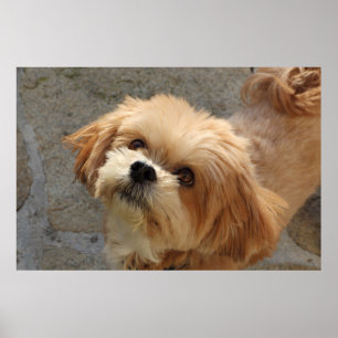 Lhasa Apso Hund im Garten Poster