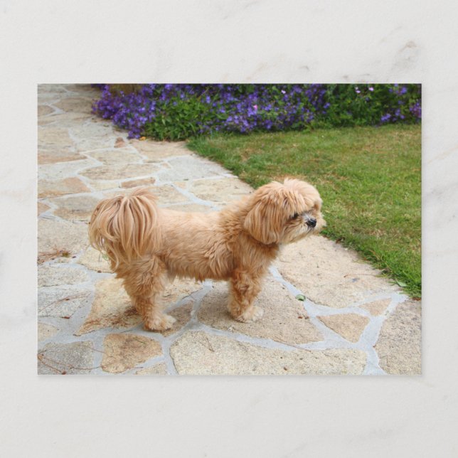 Lhasa Apso Hund im Garten Postkarte (Vorderseite)