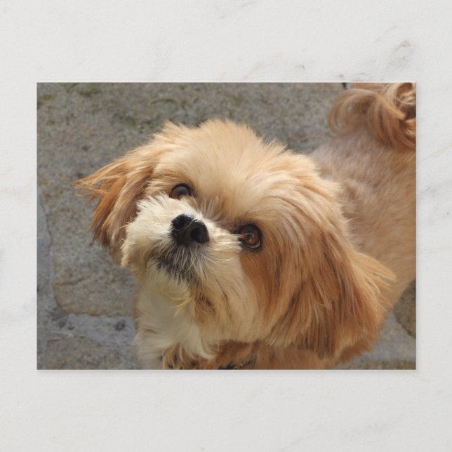 Lhasa Apso Hund im Garten Postkarte (Vorderseite)