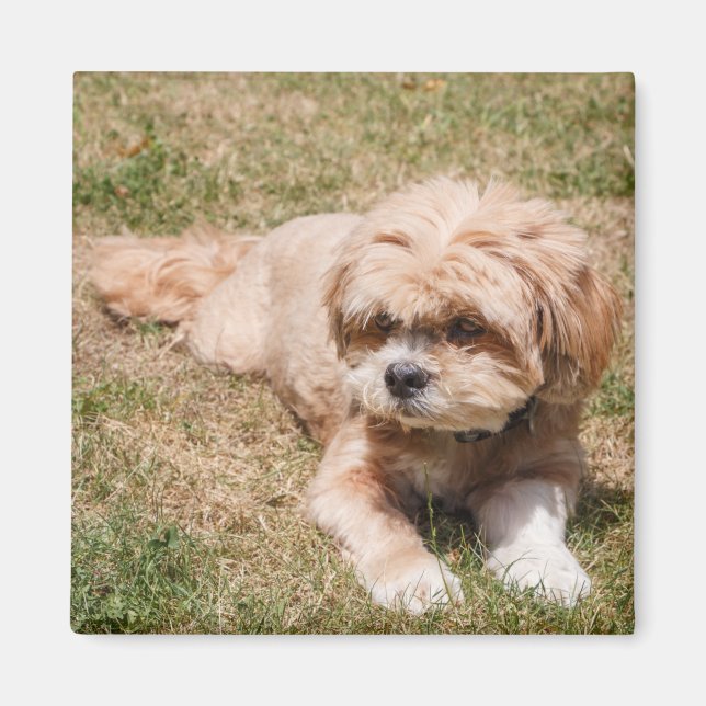 Lhasa Apso Hund Magnet (Vorne)