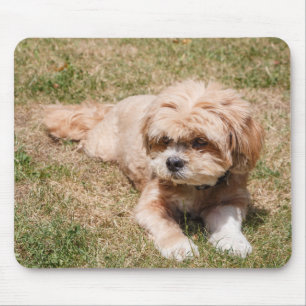 Lhasa Apso Hund Mousepad