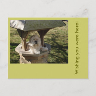 Lhasa Apso in einem Brunnen Postkarte