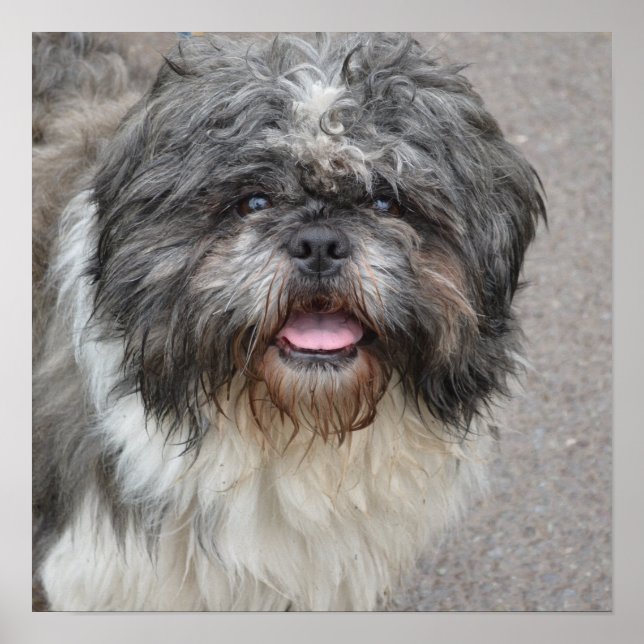Lhasa Apso Poster (Vorne)
