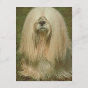 Lhasa Apso Postkarte
