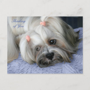 Lhasa Apso Rugged Little "Bark Lion Dog" Postkarte