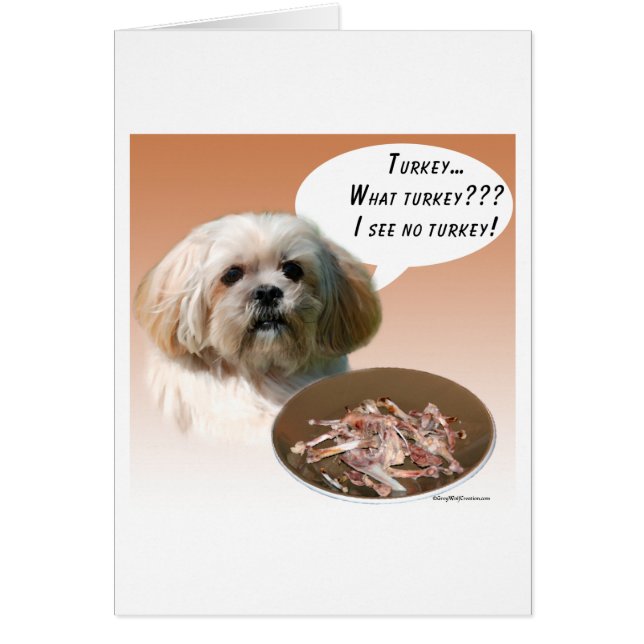 Lhasa Apso Türkei (Vorne)