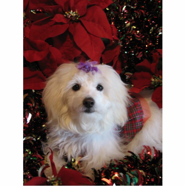 LhasaPoo Freistehende Fotoskulptur (Vorne)