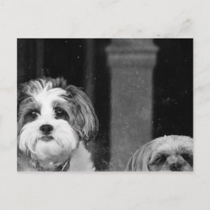 Lhaso Apso x Yorkie und ein Poodle x Shitzu Postkarte