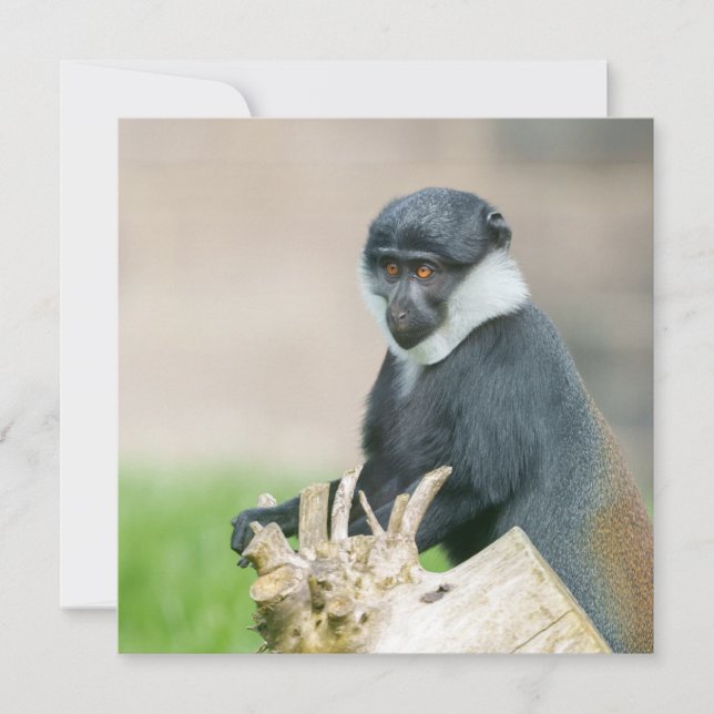 L'Hoest's Monkey auf einer Holzperche (Vorderseite)