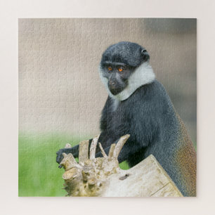 L'Hoest's Monkey auf einer Holzperche Puzzle