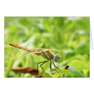 Libelle