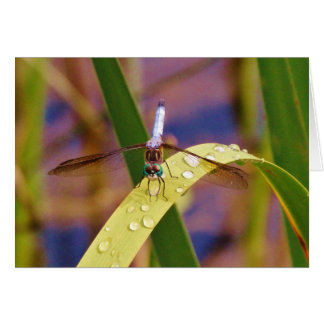 Libelle