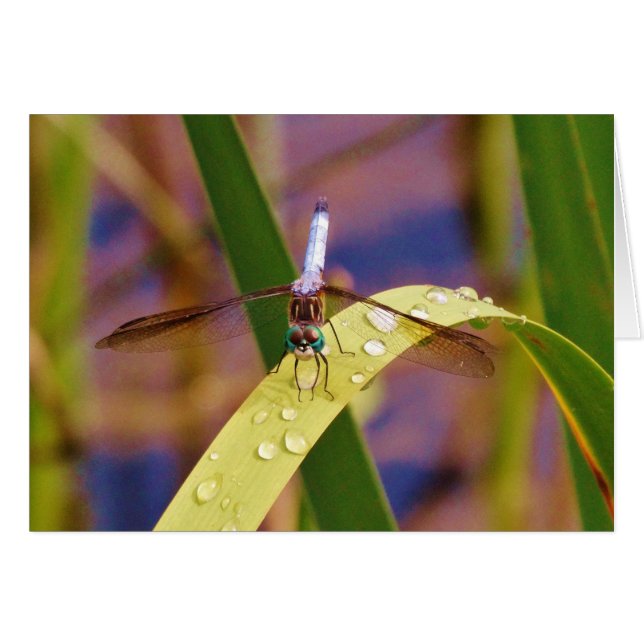 Libelle (Vorderseite (Horizontal))