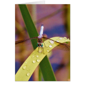 Libelle