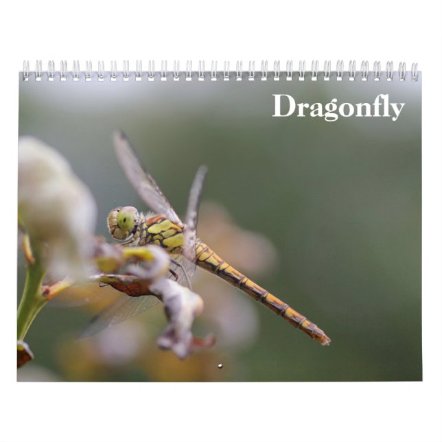Libelle 2027 kalender (Titelbild)
