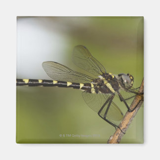 Libelle 5 magnet
