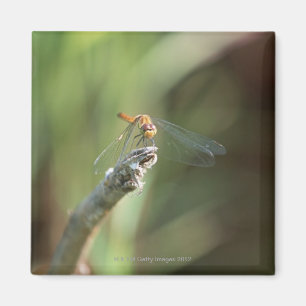 Libelle 5 magnet